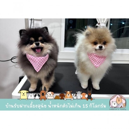 ร้านตัดขนสุนัข สมุทรปราการ - รับฝากเลี้ยงสุนัข สมุทรปราการ - Tim&Yim Family