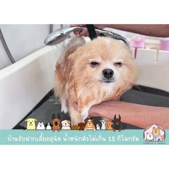 อาบน้ำตัดขนสุนัข ใกล้ฉัน