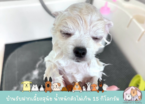 dog grooming samutprakarn