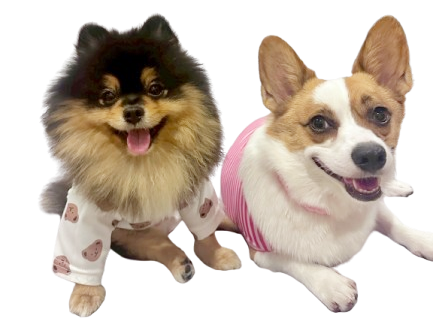 รับฝากเลี้ยงสุนัข