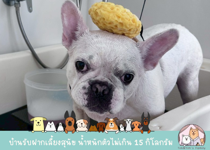 อาบน้ำตัดขนสุนัข ใกล้ฉัน