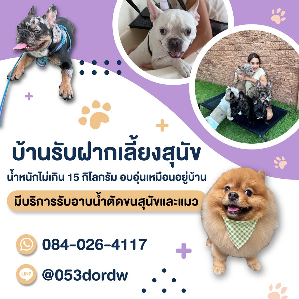 รับฝากเลี้ยงสุนัข สมุทรปราการ - Tim&Yim Family